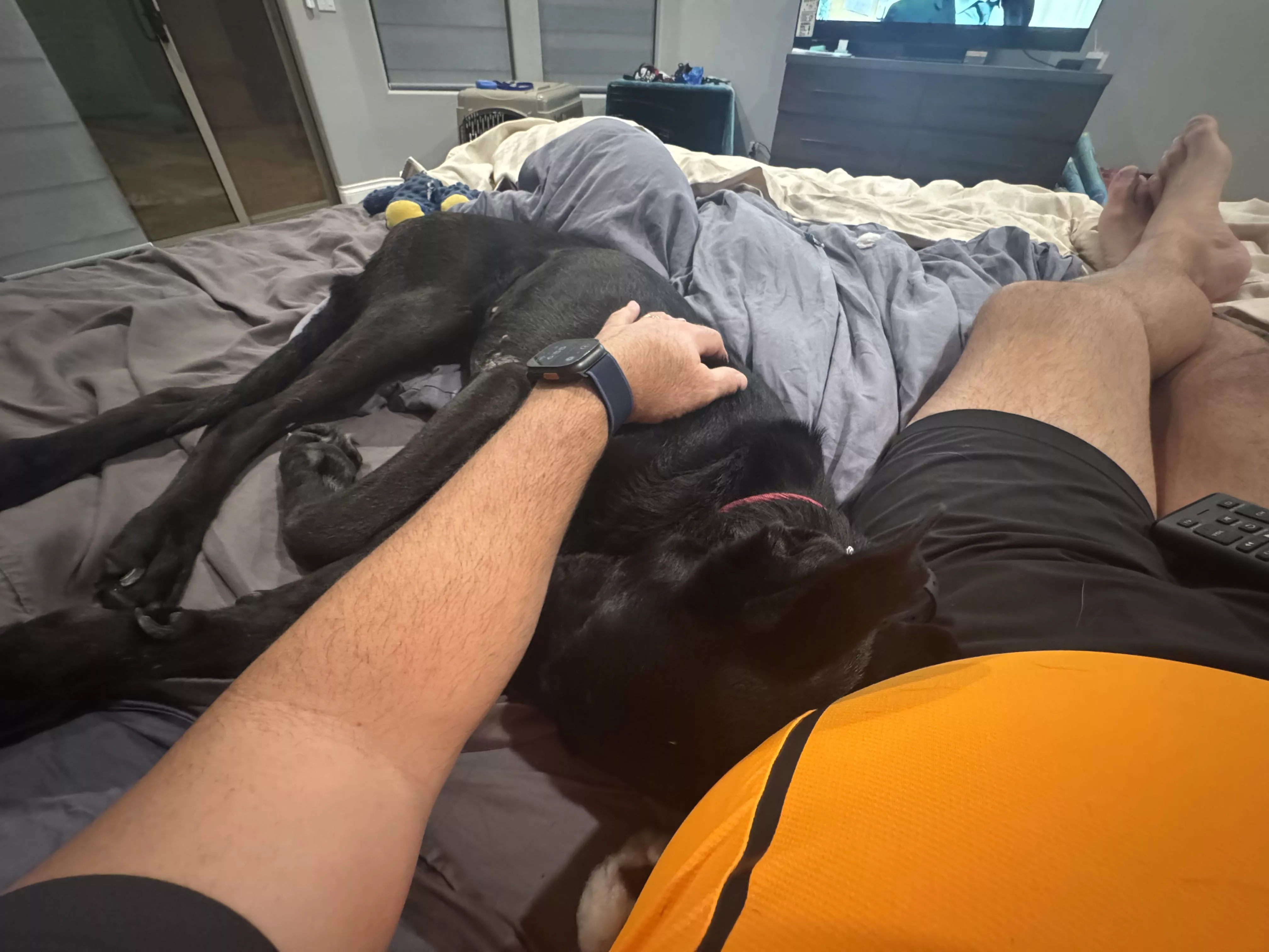 guinness cuddling on bed owner 01