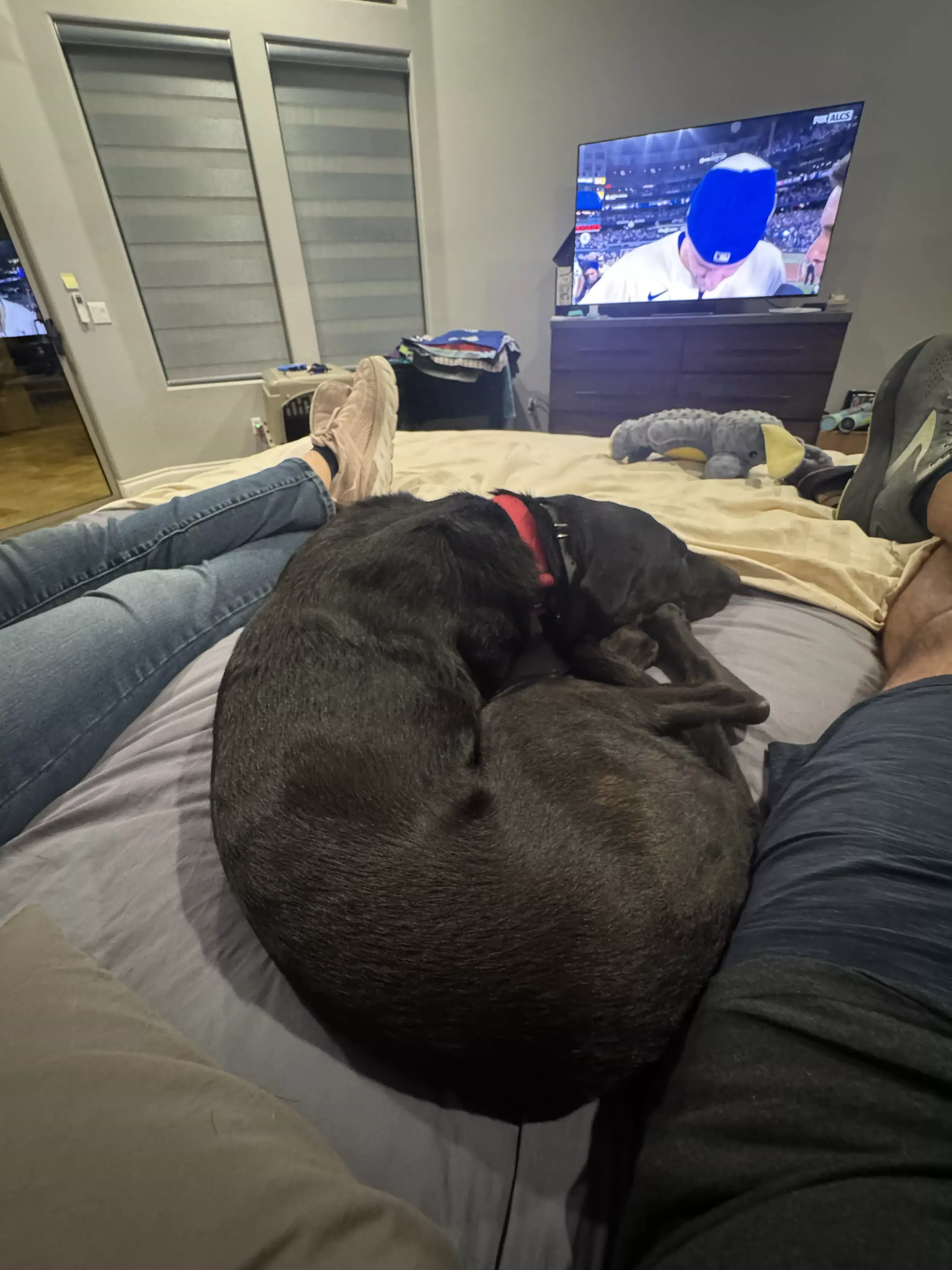 guinness cuddling on bed tv 01