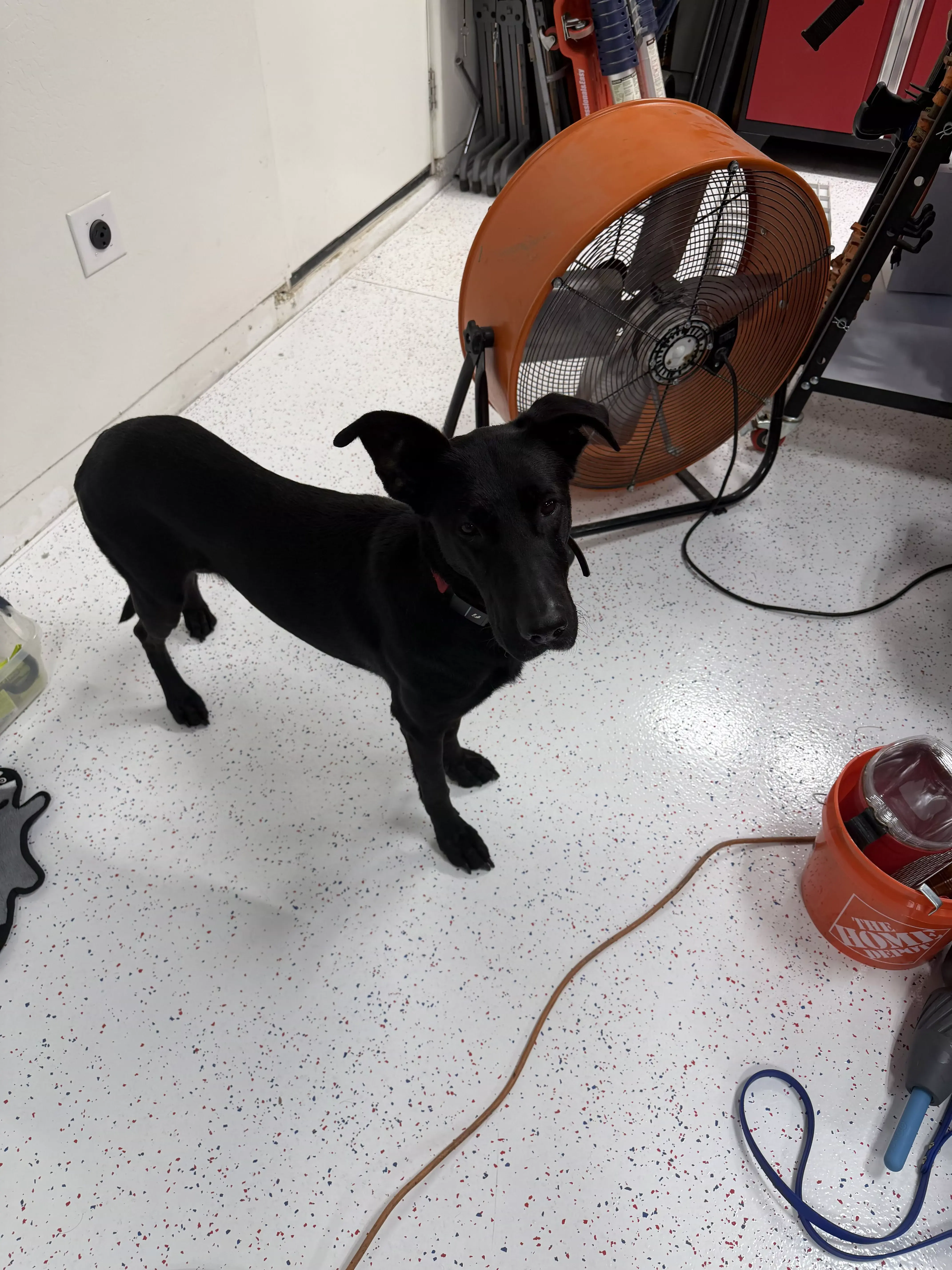 guinness in garage with fan 01