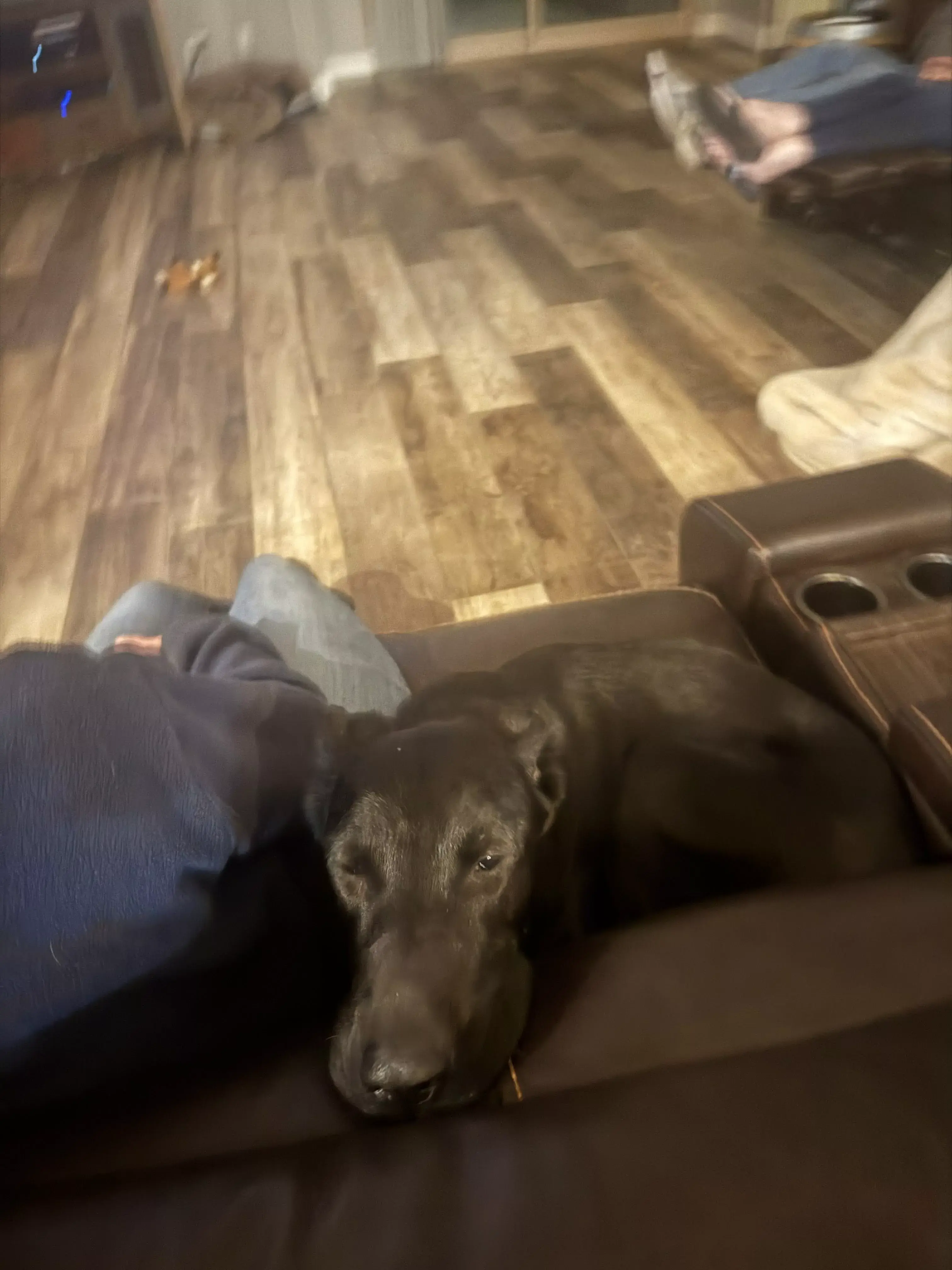 guinness lying on couch owner 01