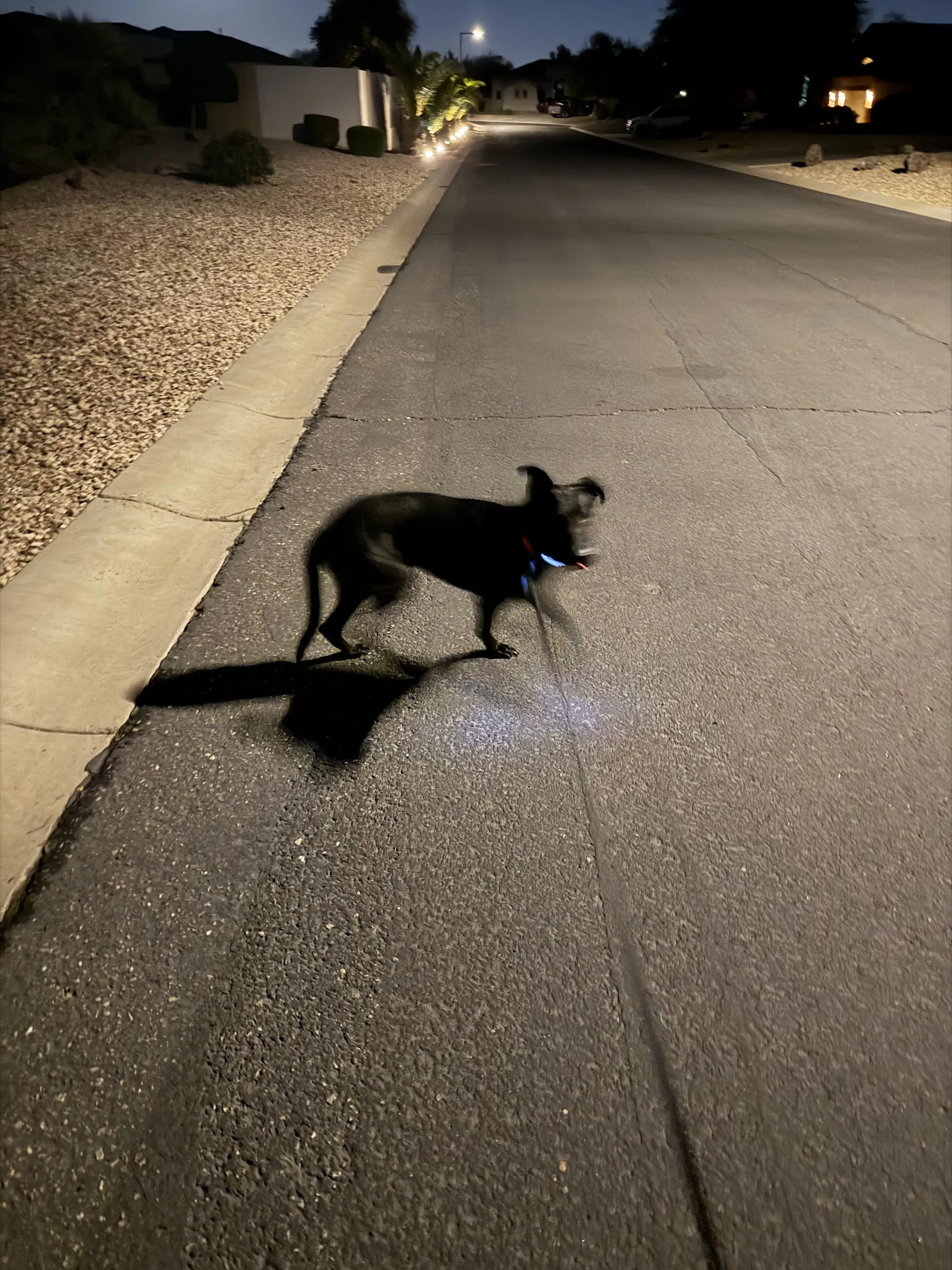 guinness night run reflector 01