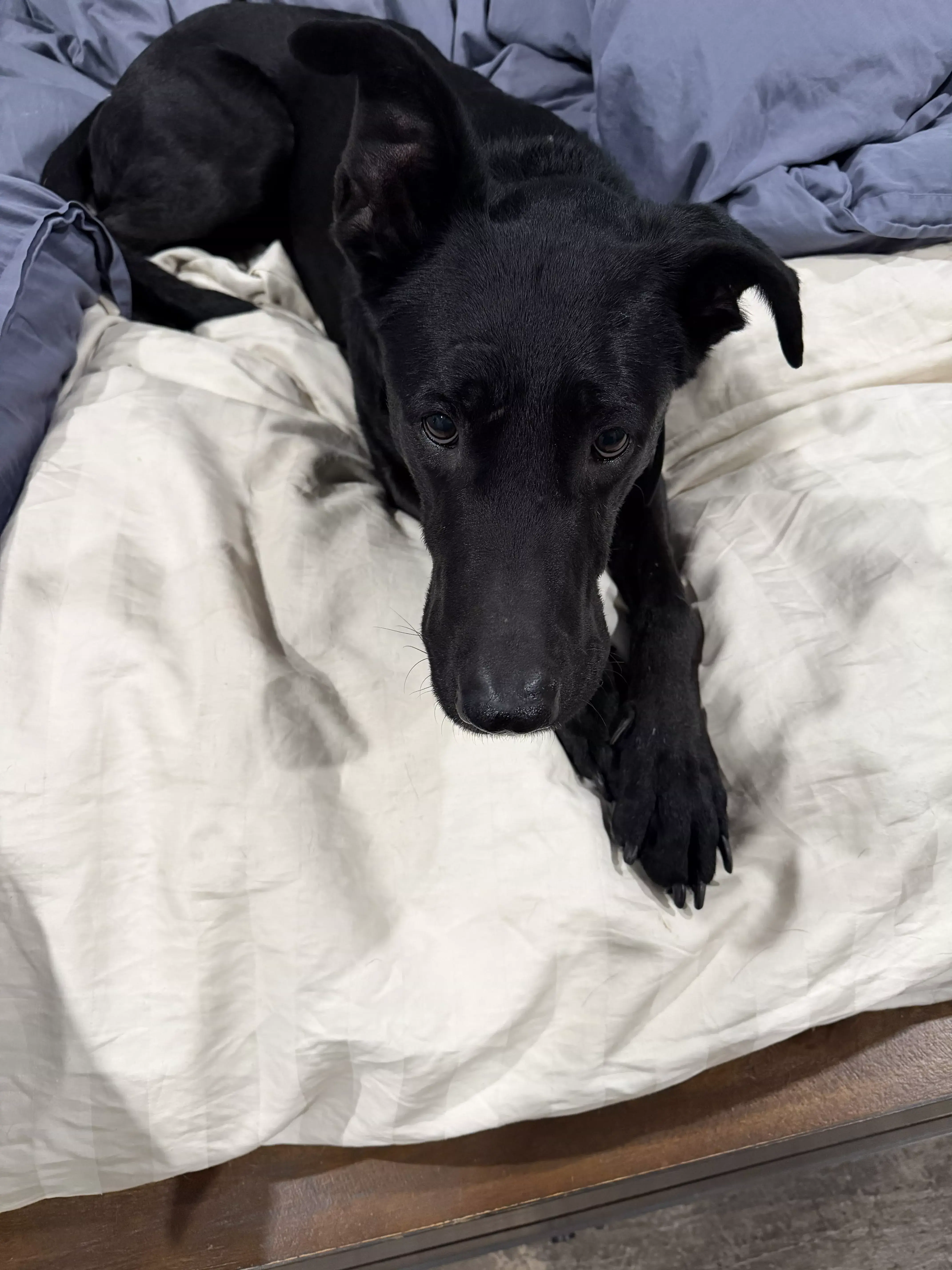 guinness on bed portrait 01