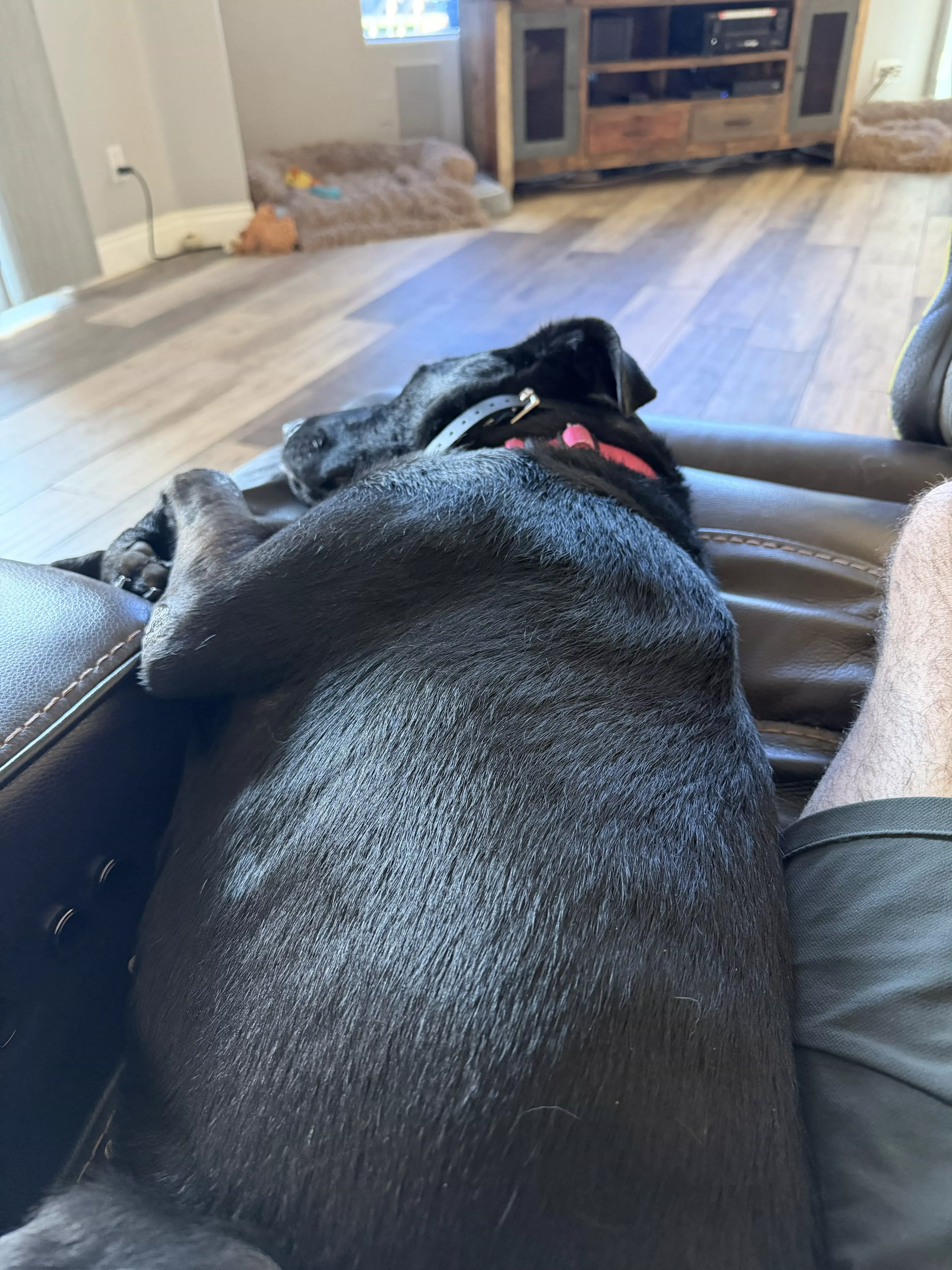 guinness on couch relaxing 01