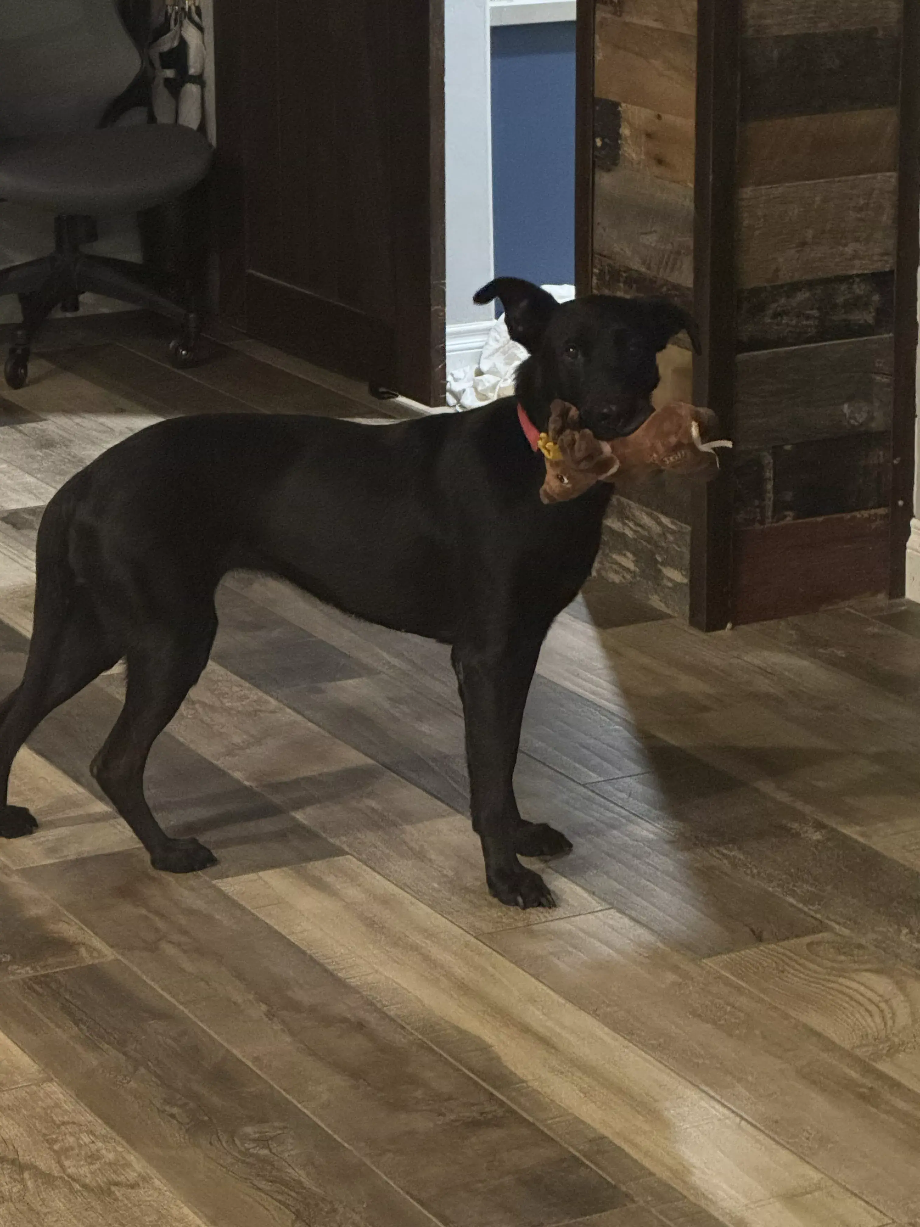 guinness playing toy hallway 01