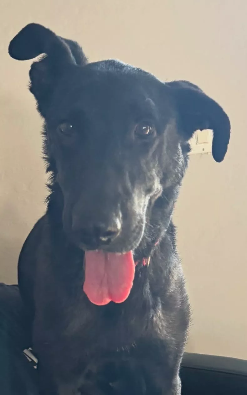 Cute photo of Guinness 1