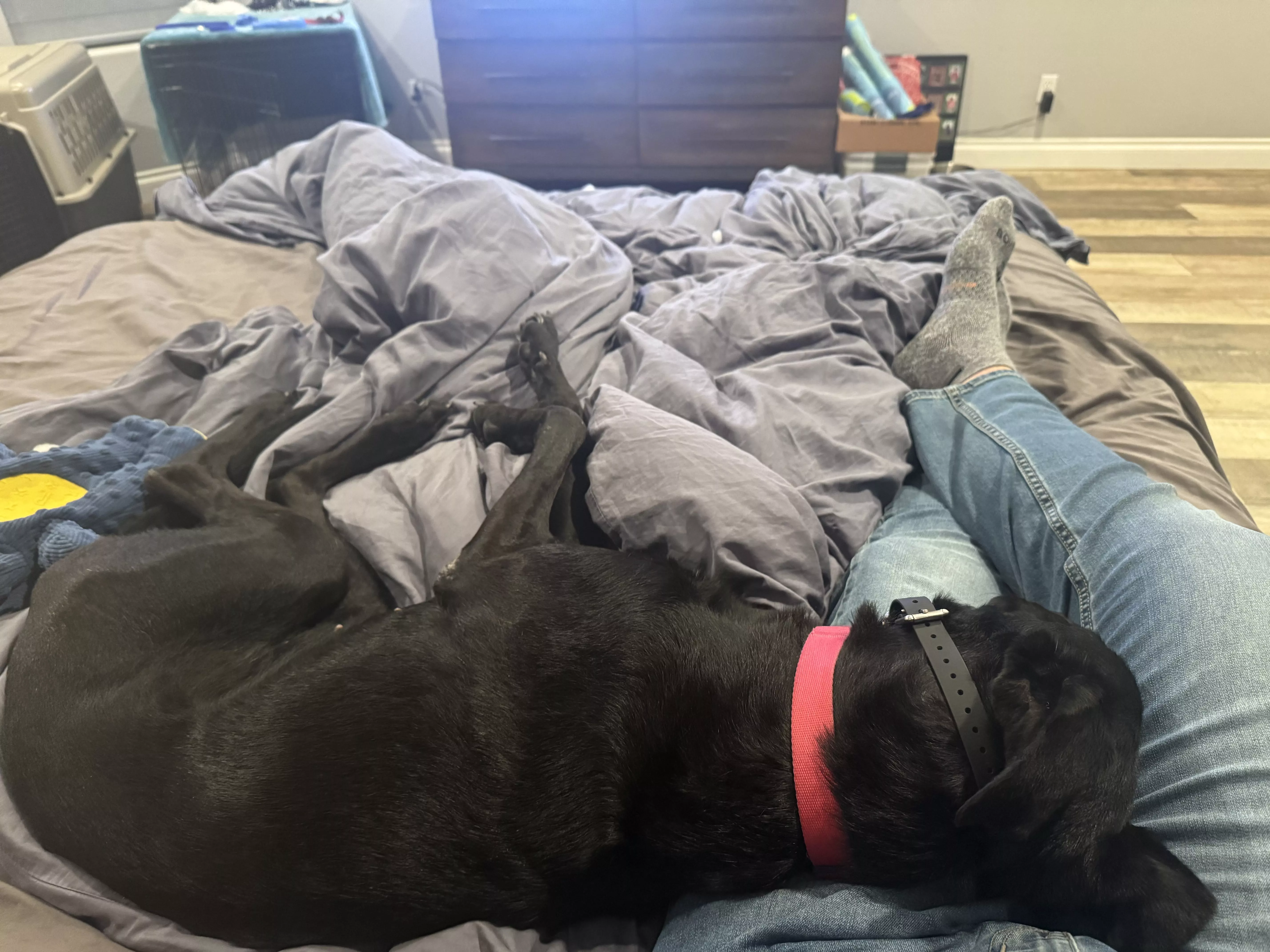 guinness resting on legs bed 01