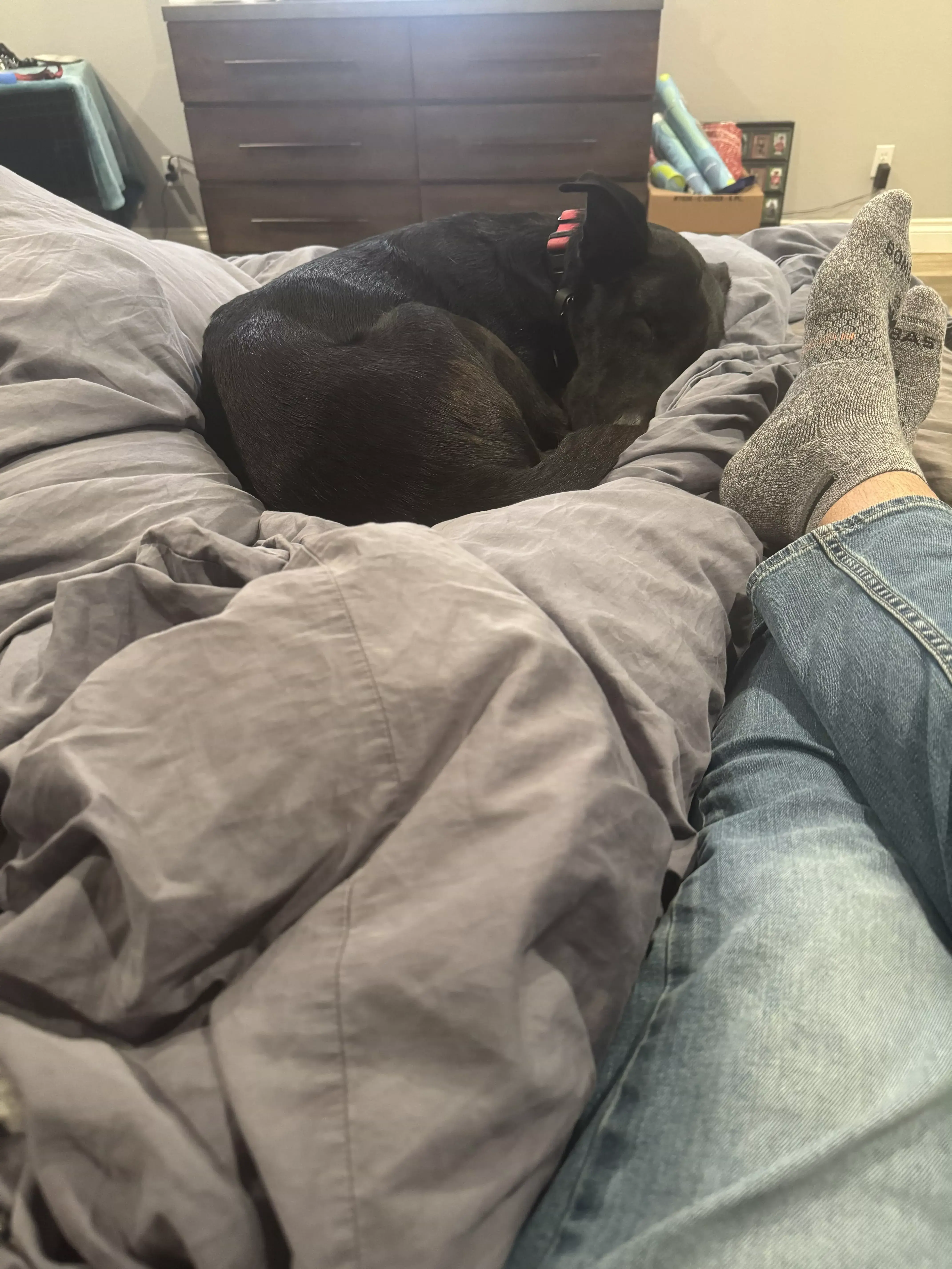 guinness sleeping near feet bed 01