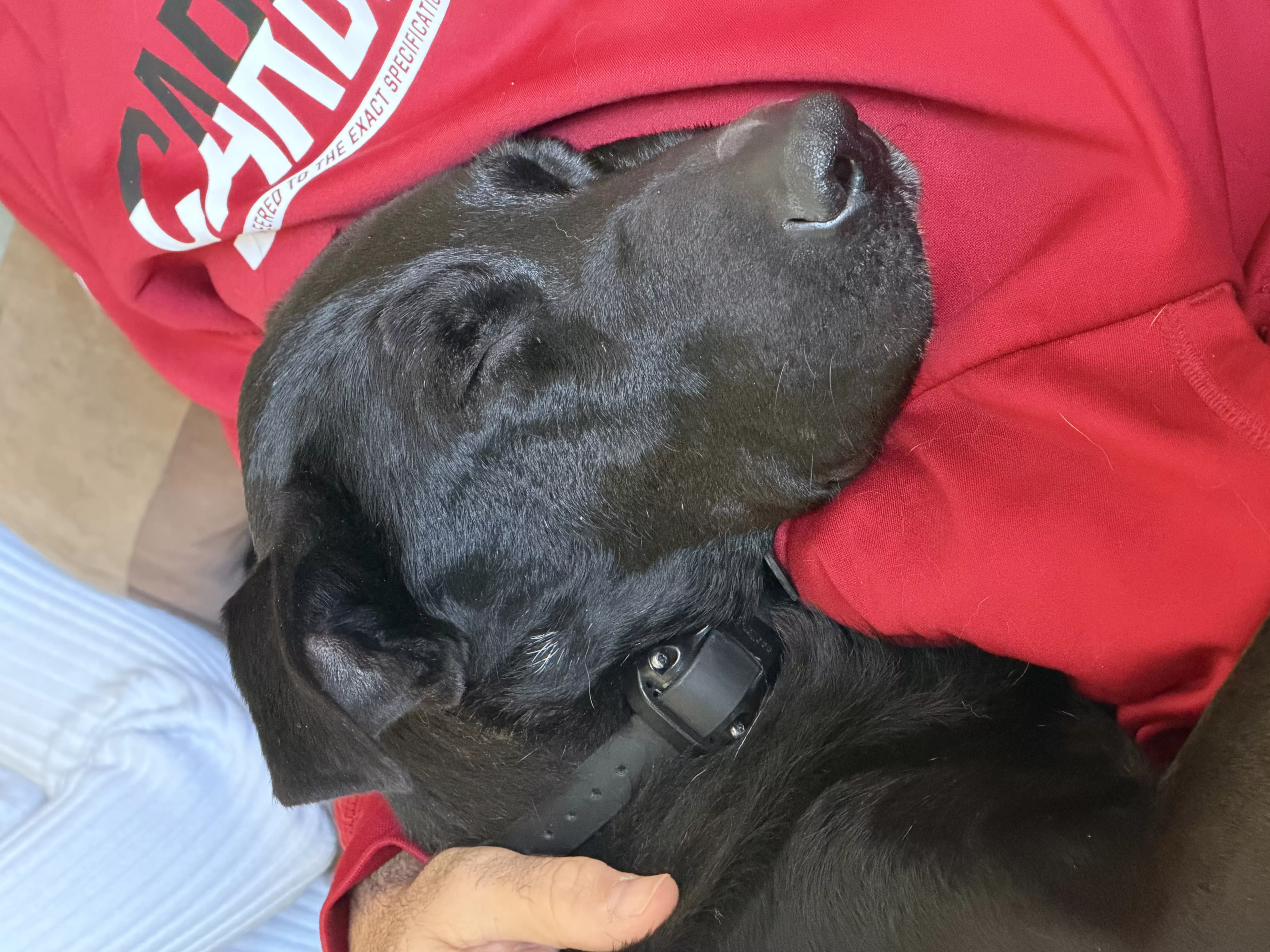 Cute photo of Guinness 4