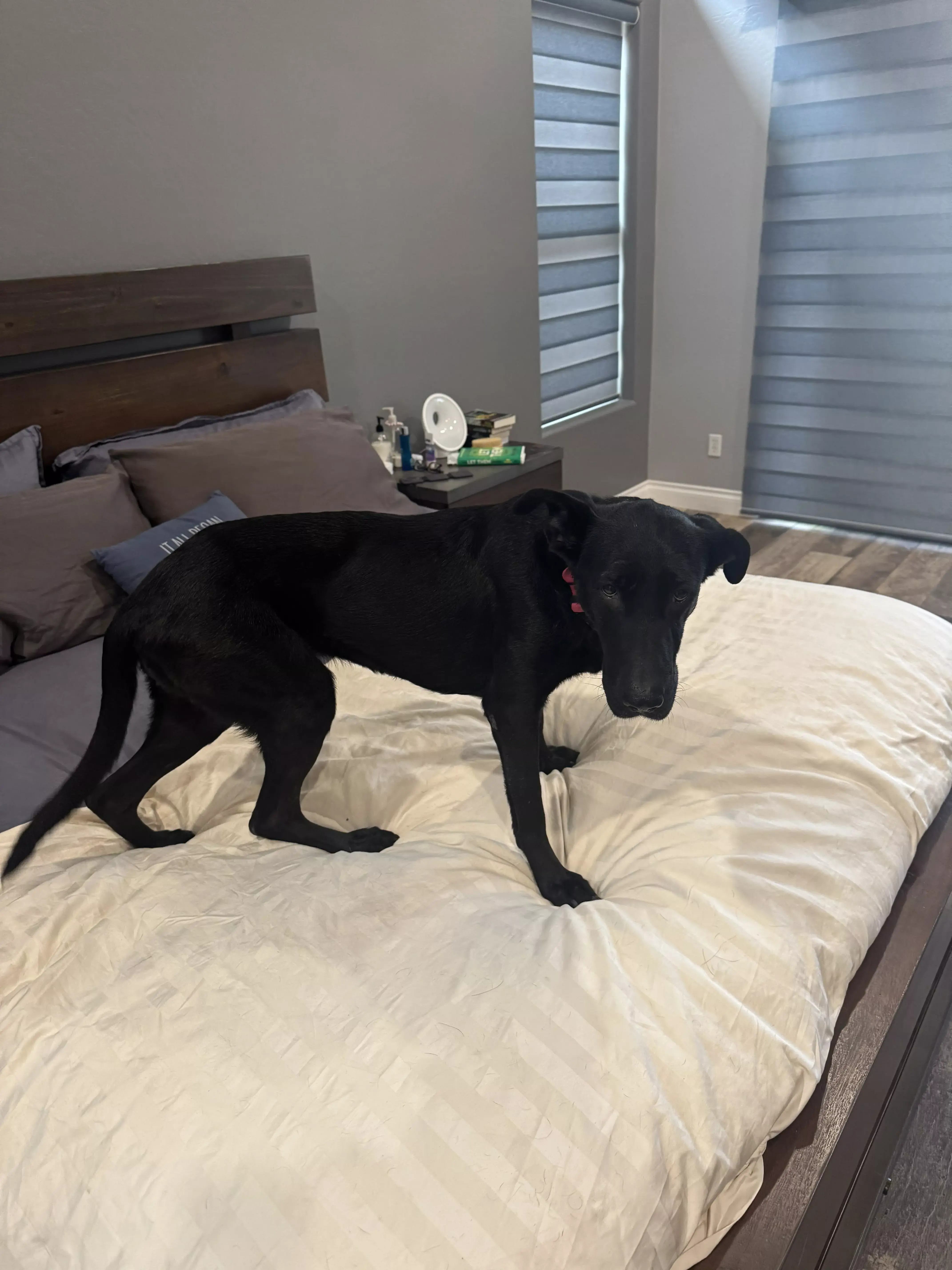 guinness standing on bed 01