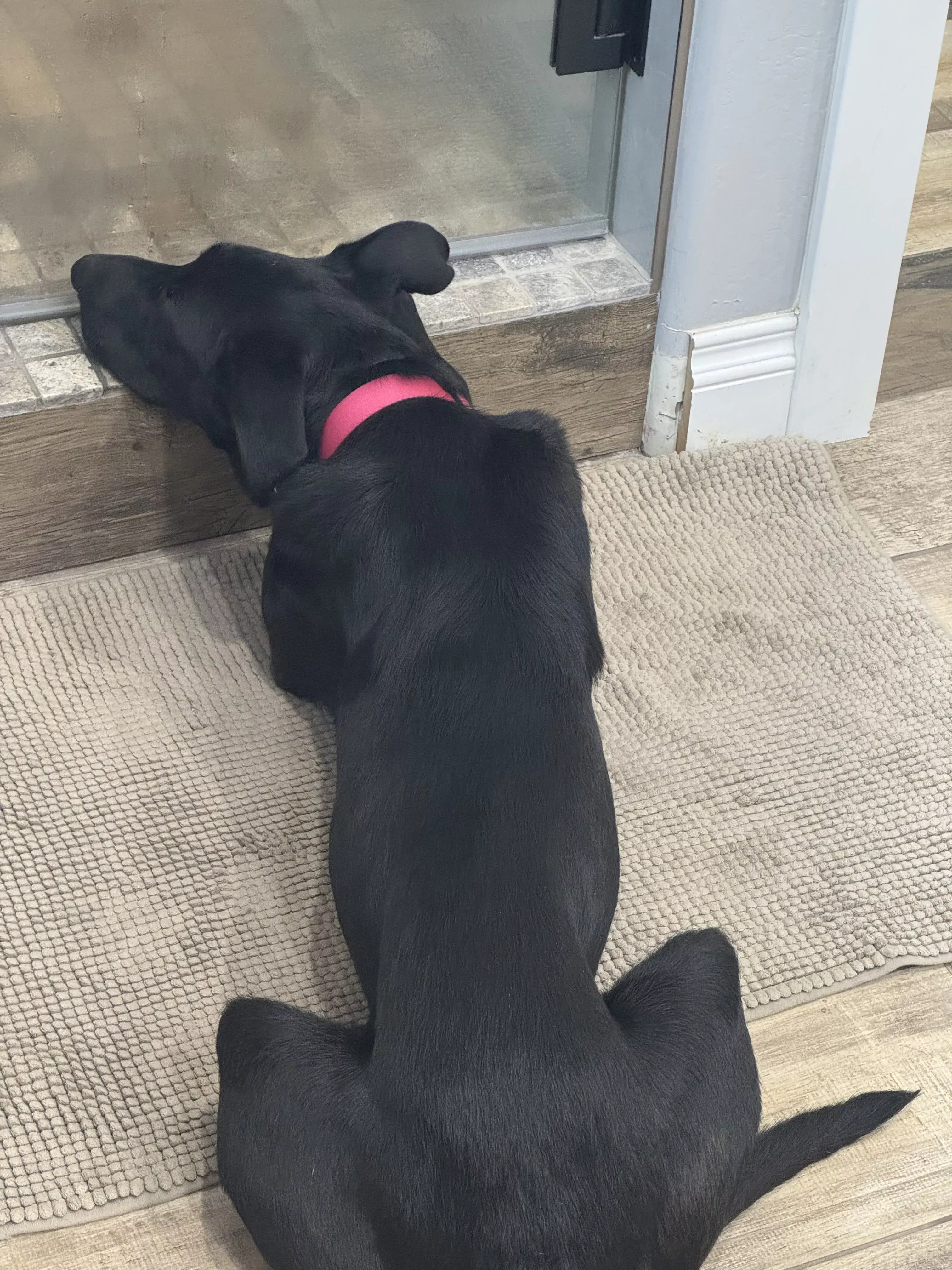guinness waiting by shower closeup 01